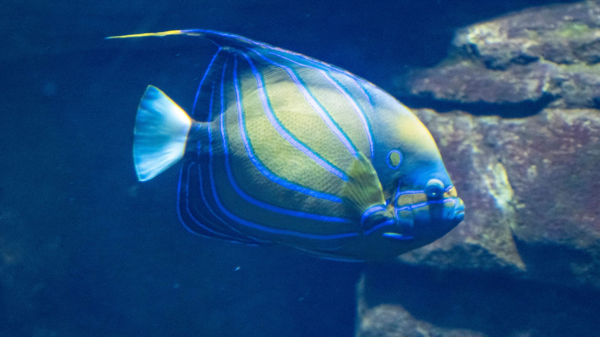 Die Kaiserfische, hier ein Ringkaiserfisch, haben etwa 85 verschiedene Unterarten. Diese Tiere werden bis zu 50 Zentimeter groß und kommen etwa im Indopazifik vor. Laut Betreiber des "Aquadom" sind sie Einzelgänger mit großen Revieren, die diese aggressiv gegen Artgenossen verteidigen. Im Aquarium hätten sie regelmäßig Eier gelegt, so der Betreiber.