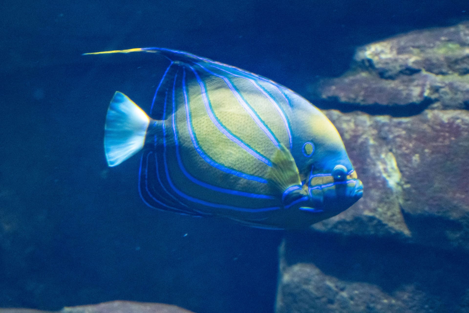 Die Kaiserfische, hier ein Ringkaiserfisch, haben etwa 85 verschiedene Unterarten. Diese Tiere werden bis zu 50 Zentimeter groß und kommen etwa im Indopazifik vor. Laut Betreiber des "Aquadom" sind sie Einzelgänger mit großen Revieren, die diese aggressiv gegen Artgenossen verteidigen. Im Aquarium hätten sie regelmäßig Eier gelegt, so der Betreiber.