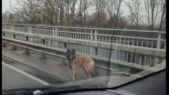 Der entlaufene Schäferhund steht an der A1: Rettungsversuche blieben vergebens. Der entlaufene Schäferhund steht an der A1: Rettungsversuche blieben vergebens.