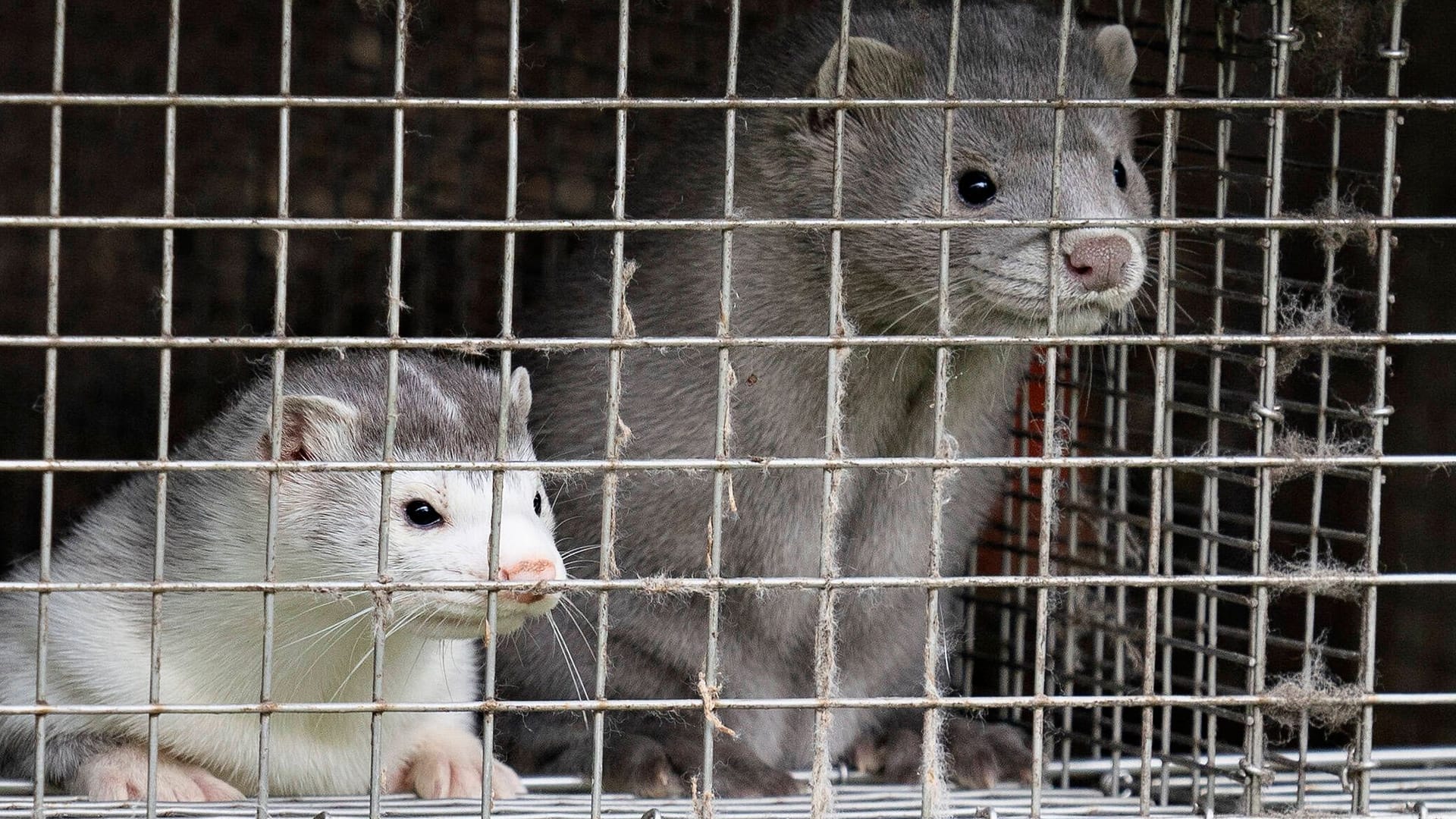 Nerze in Dänemark (Archivbild): Mehr als 13 Millionen Tiere wurden während der Pandemie getötet.