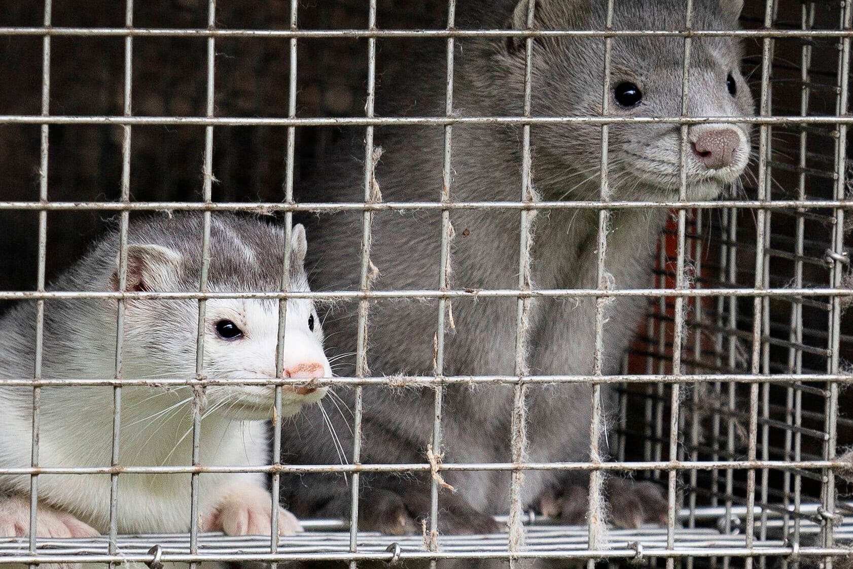 Nerze in Dänemark (Archivbild): Mehr als 13 Millionen Tiere wurden während der Pandemie getötet.