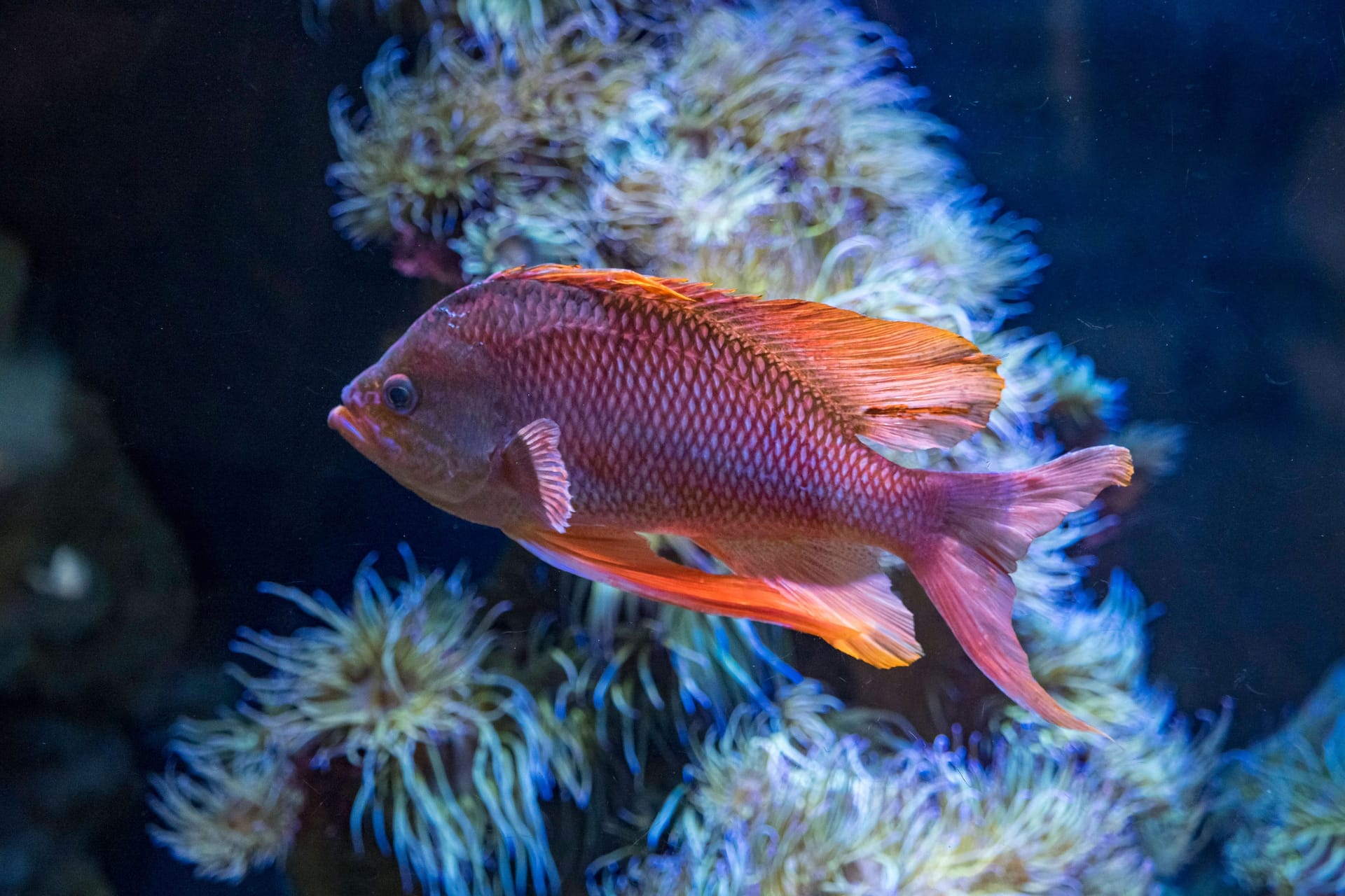 Fahnenbarsche: Diese Tiere werden bis zu 20 Zentimeter groß. Sie leben vorwiegend an Korallenriffen, in großen Schwärmen mit bis zu tausenden Fischen. Fahnenbarsche sind Hermaphroditen: Wenn ein Leitmännchen stirbt, verwandelt sich ein Weibchen in ein Männchen, um an dessen Stelle zu treten.