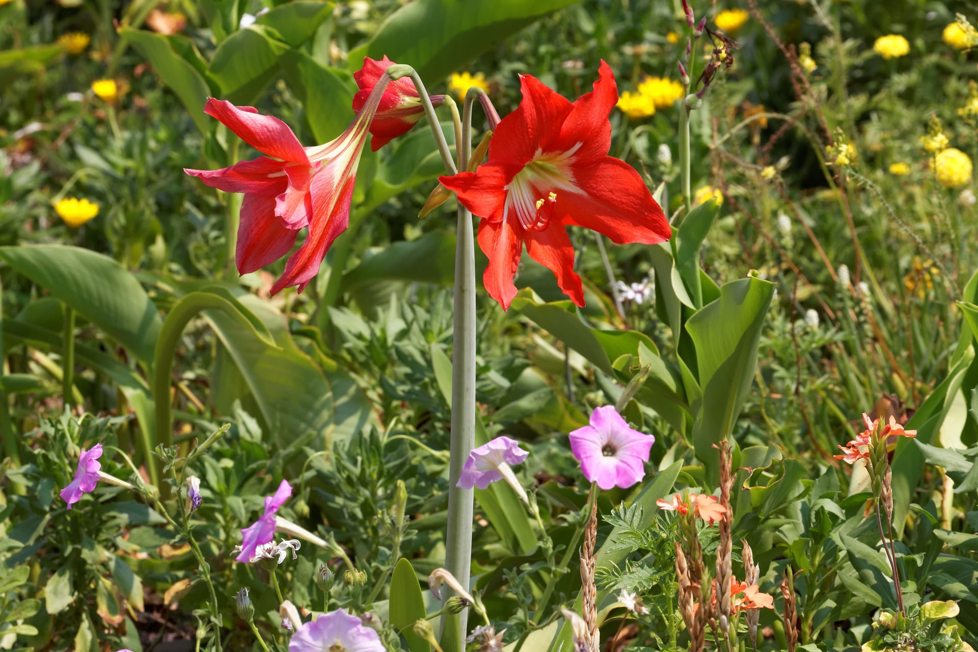 Amaryllis Dünger: Von April bis August kann die Zwiebelblume gedüngt werden.