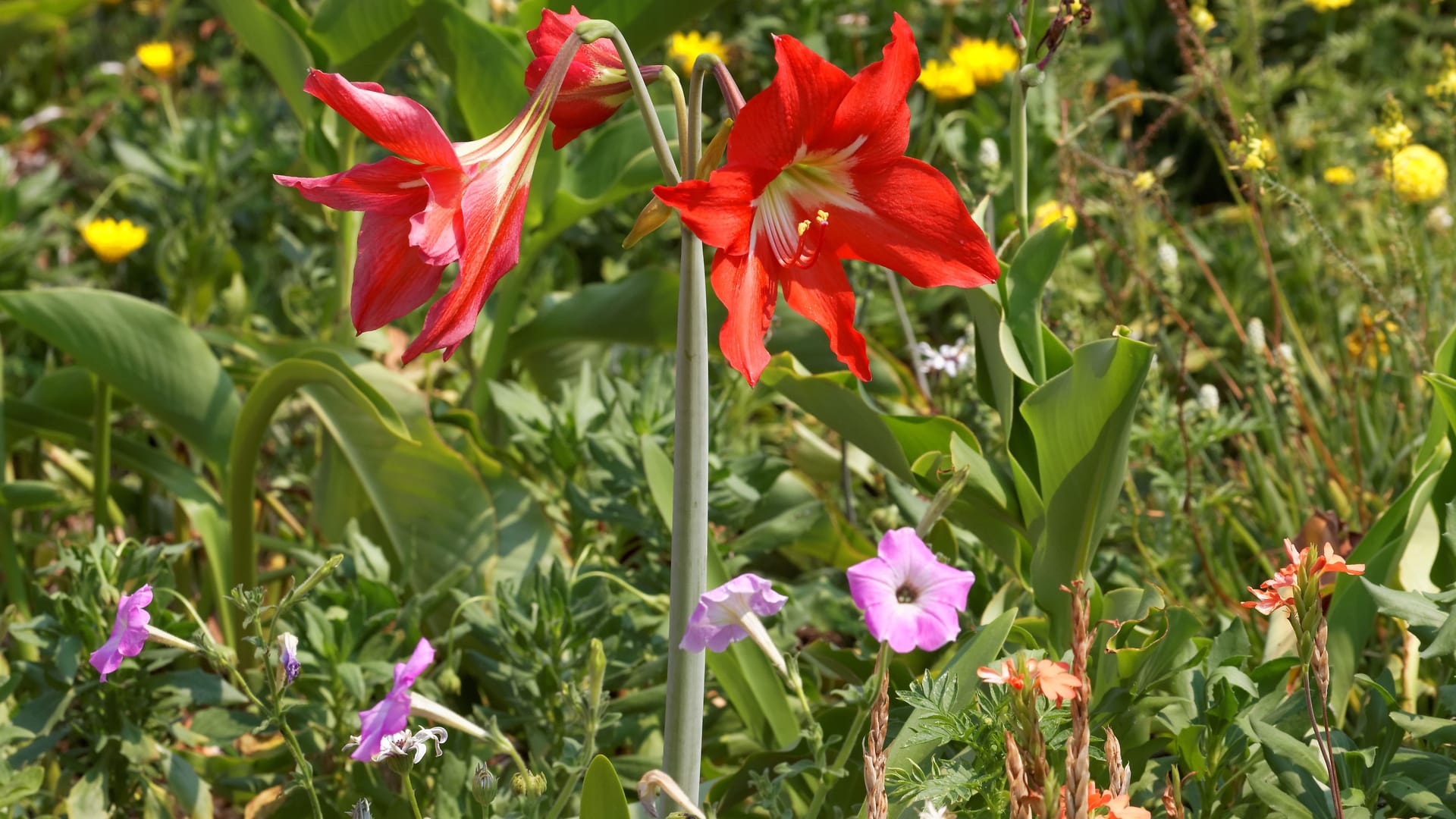 Amaryllis Dünger: Von April bis August kann die Zwiebelblume gedüngt werden.