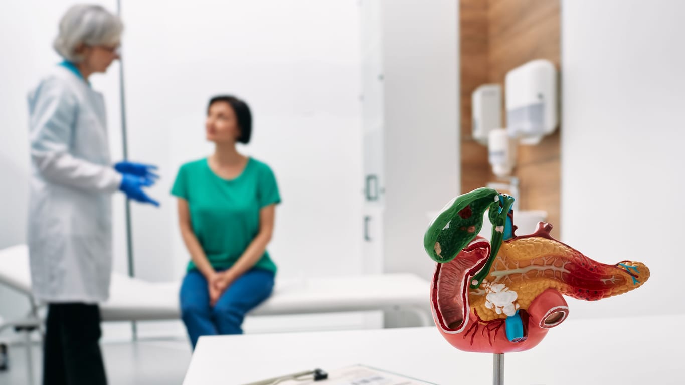 Modell von Gallenblase und Bauchspeicheldrüse, im Hintergrund eine Ärztin mit einer Patientin