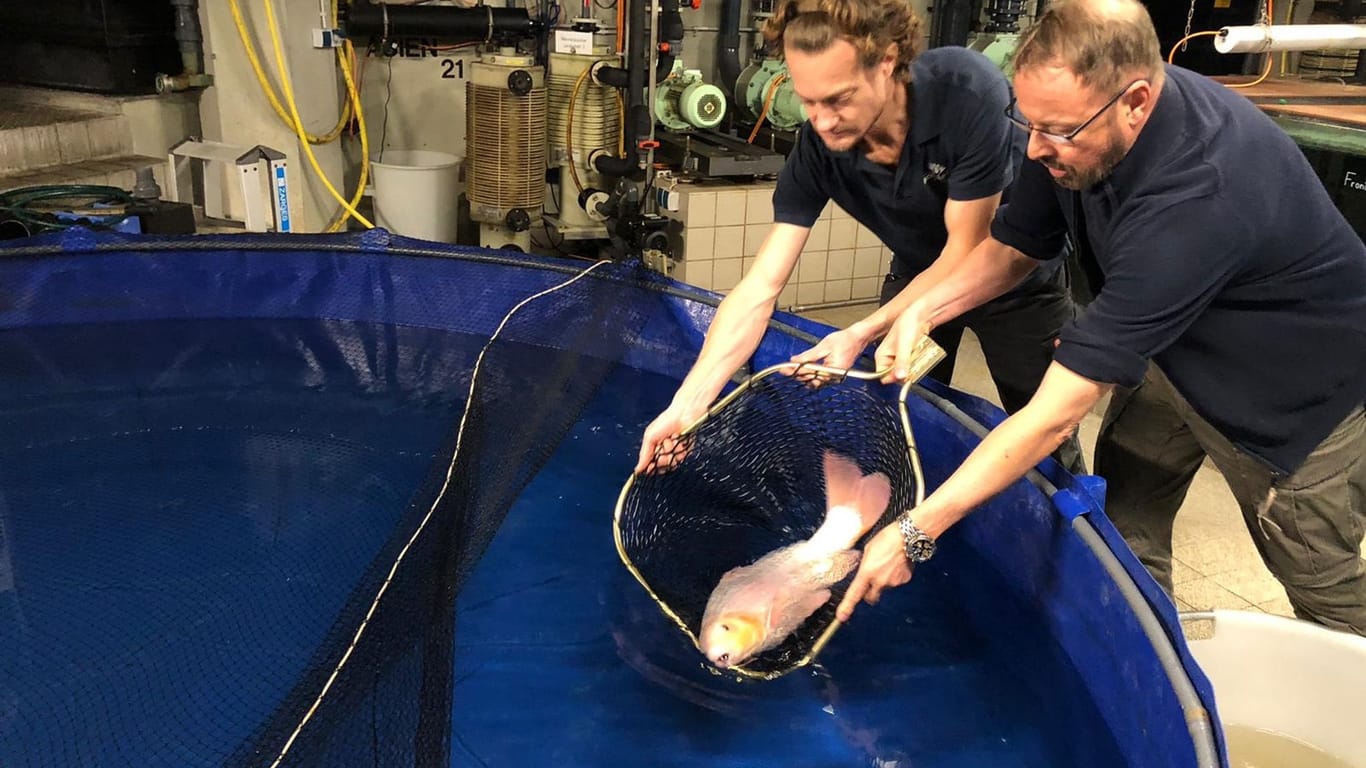 Zwei Mitarbeiter des Berliner Zoos lassen einen Koi in ein Becken: 200 Fische wurden nach dem Platzen des Aquariums in einem Berliner Hotel in den Zoo gebracht.