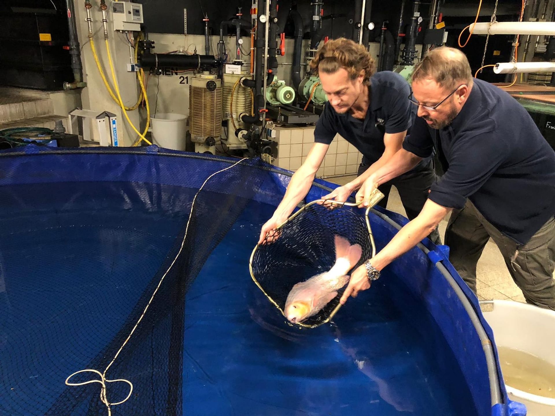 Zwei Mitarbeiter des Berliner Zoos lassen einen Koi in ein Becken: 200 Fische wurden nach dem Platzen des Aquariums in einem Berliner Hotel in den Zoo gebracht.