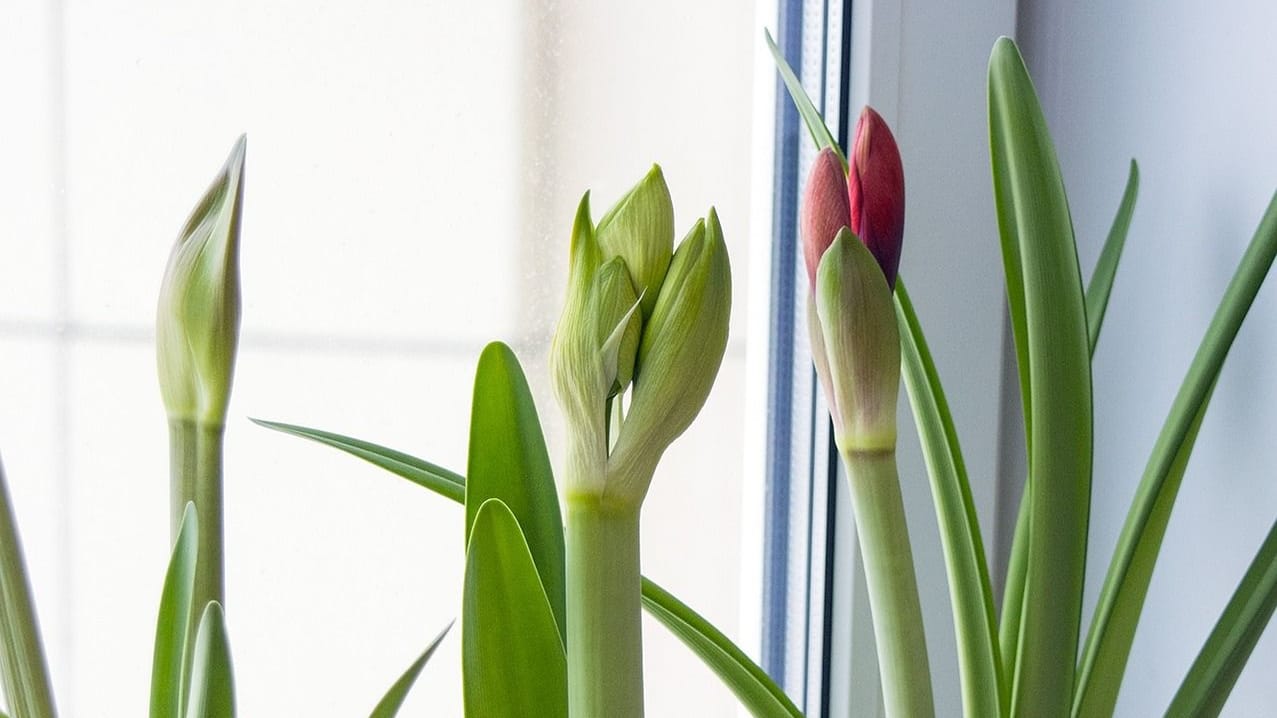 Sobald die Zwiebelblume austreibt, kann sie mehr gegossen werden.