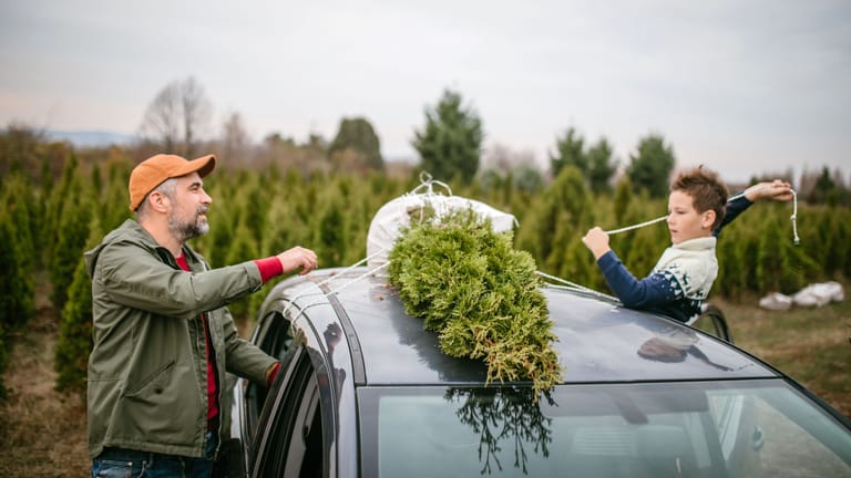 Weihnachtsvorbereitung: Wer ein paar Regeln befolgt, kann einen Tannenbaum einfach und sicher transportieren.