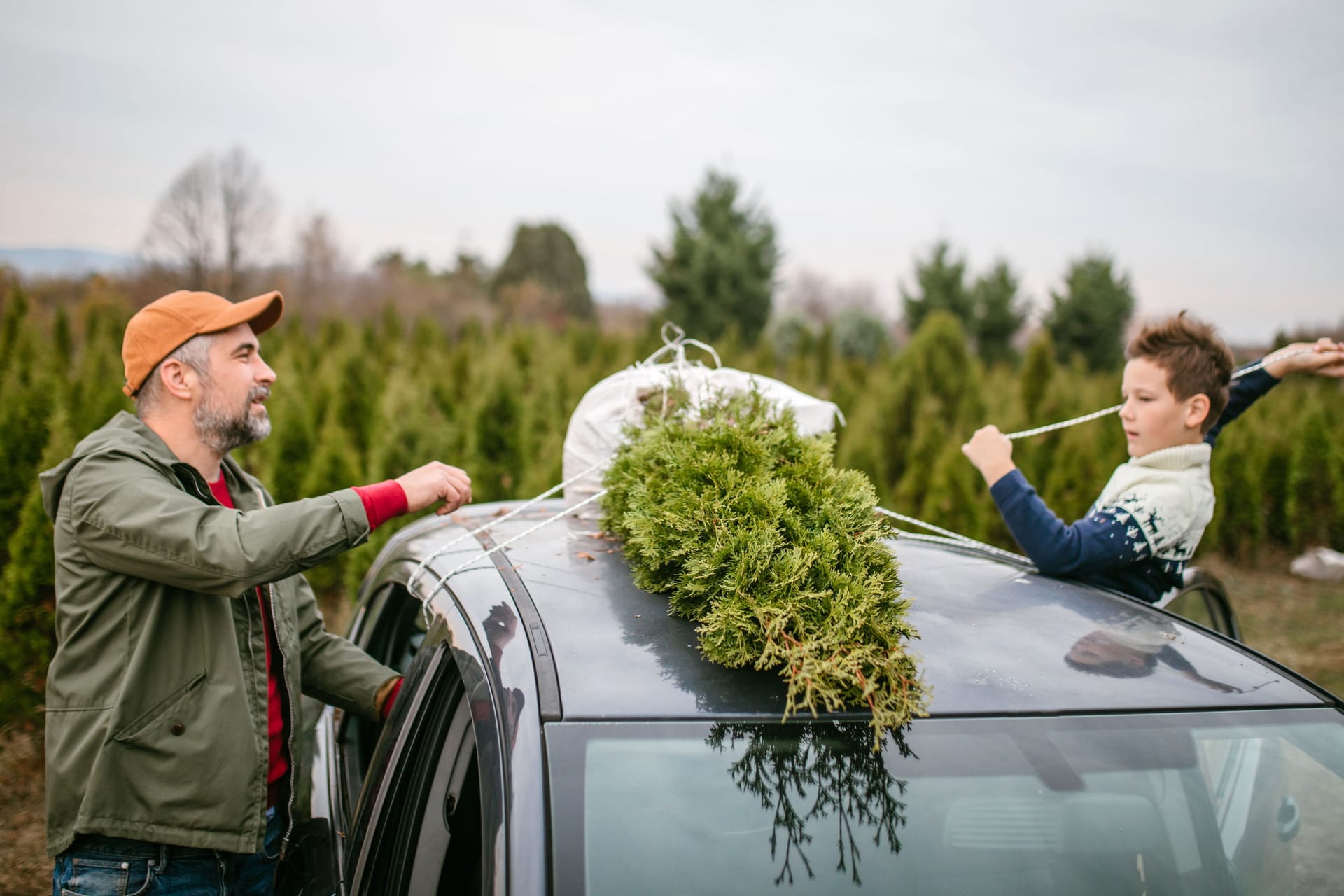 Weihnachtsvorbereitung: Wer ein paar Regeln befolgt, kann einen Tannenbaum einfach und sicher transportieren.