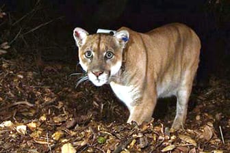 Beliebter wildlebender Puma aus Los Angeles eingeschläfert