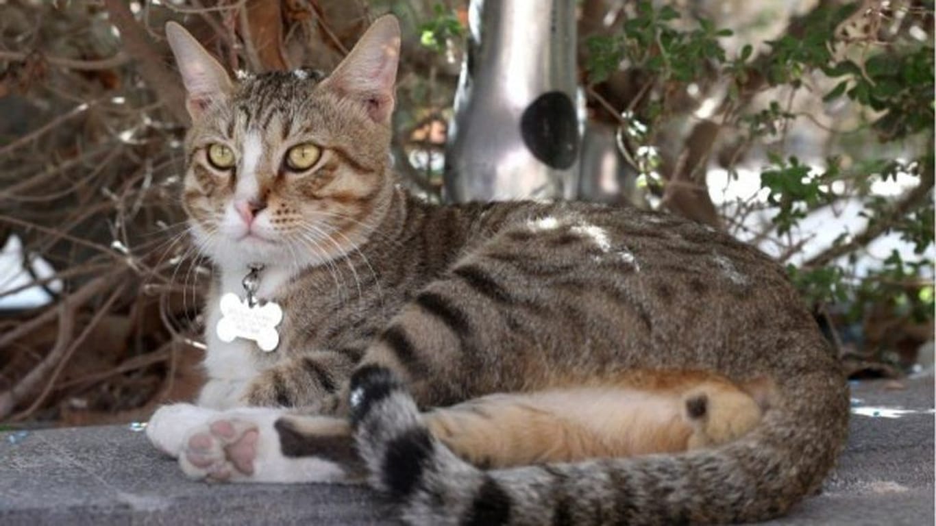 Eine Katze macht es sich im Schatten gemütlich: Auf Zypern grassiert zurzeit eine tödliche Katzenseuche.