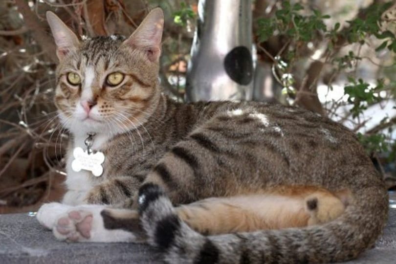 Eine Katze macht es sich im Schatten gemütlich: Auf Zypern grassiert zurzeit eine tödliche Katzenseuche.