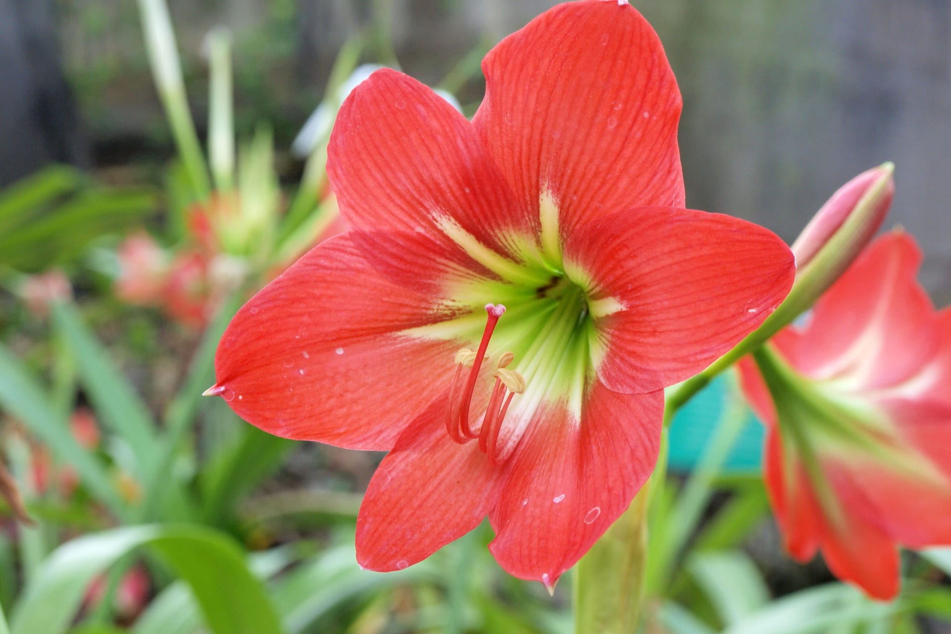 Amaryllis: Verwelkte Blätter sollten abgezogen, statt geschnitten werden.