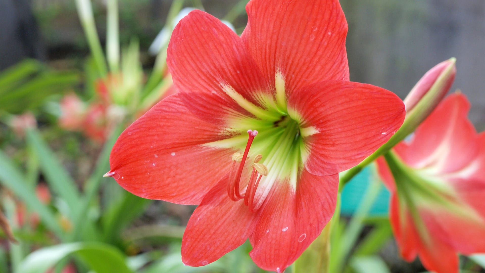 Amaryllis: Verwelkte Blätter sollten abgezogen, statt geschnitten werden.