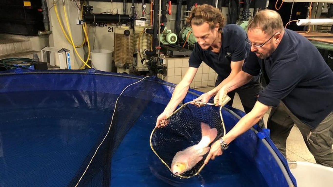 Mitarbeiter des Berliner Zoos lassen einen geretteten Koi in ein Becken: In den Zuchtbecken überlebten Hunderte Fische.