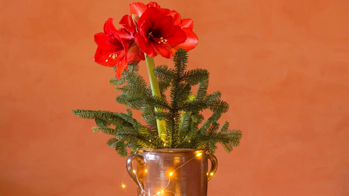 Amaryllis: Damit die exotische Pflanze zu Weihnachten blüht, brauch sie einen passenden Platz zum Blühen.