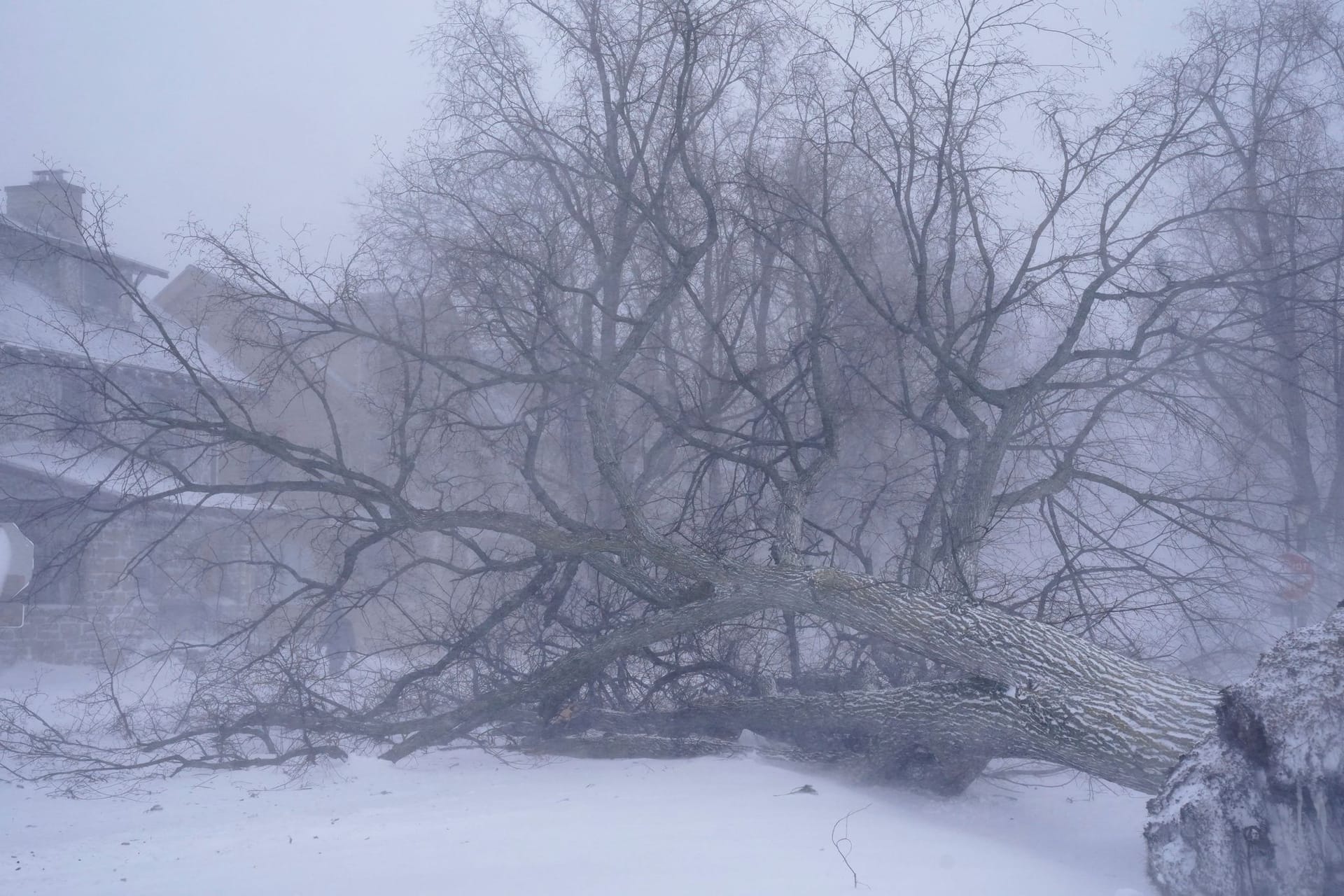 Buffalo im Bundesstaat New York: Heftige Winde haben unter anderem Bäume zum Umstürzen gebracht.