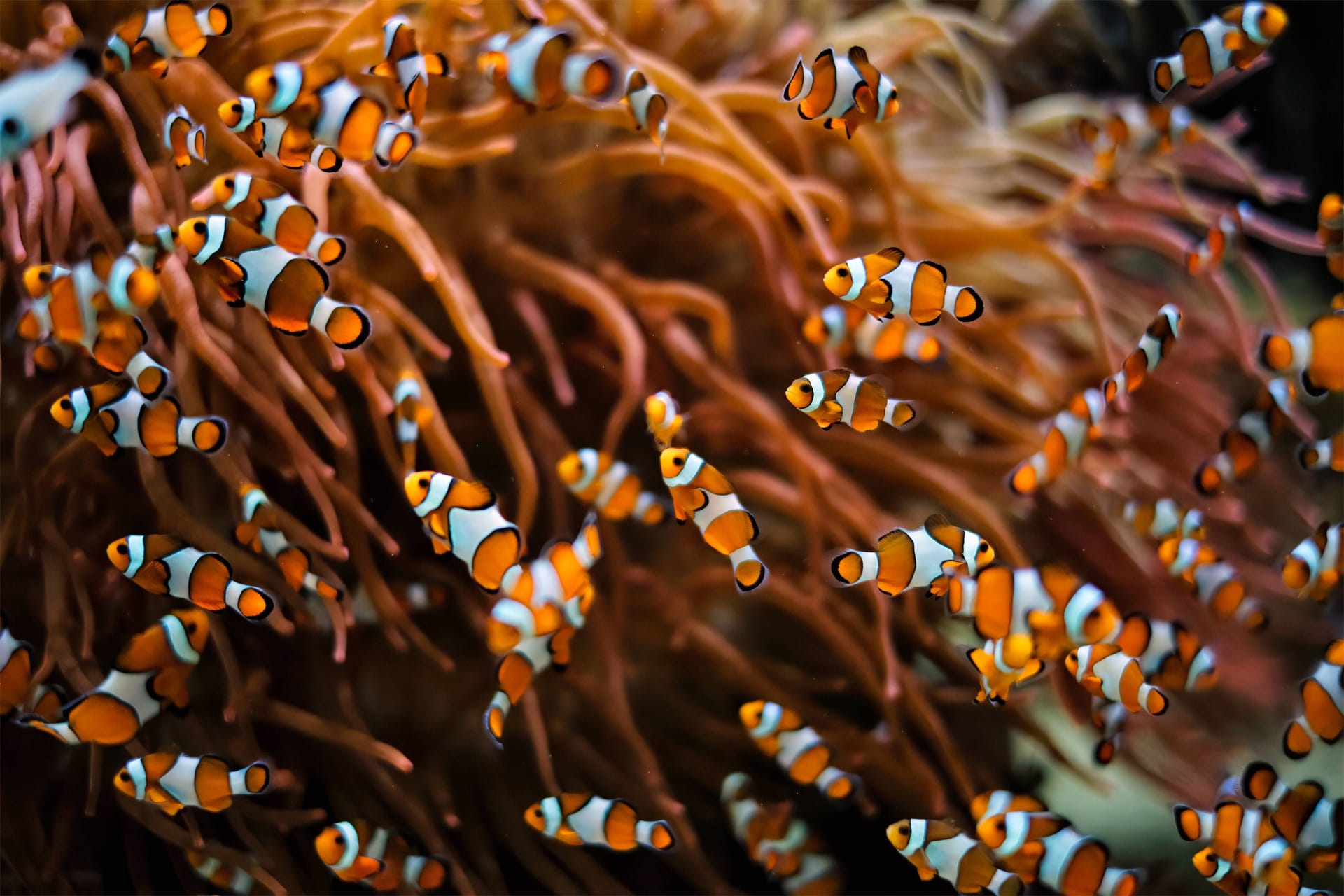 imago images Riffbarsche: Die bekanntesten Mitglieder dieser Familie sind seit "Findet Nemo" die Anemonenfische, auch Clownfische genannt. In der freien Wildbahn leben sie etwa im Great Barrier Reef vor Australien. "Im Aquadom haben sich lockere Kolonien gebildet; in kleinen Aquarien dagegen können sie wegen ihrer Verteidigungsbereitschaft oft nur einzeln gehalten werden", schreibt der Betreiber auf seiner Webseite.