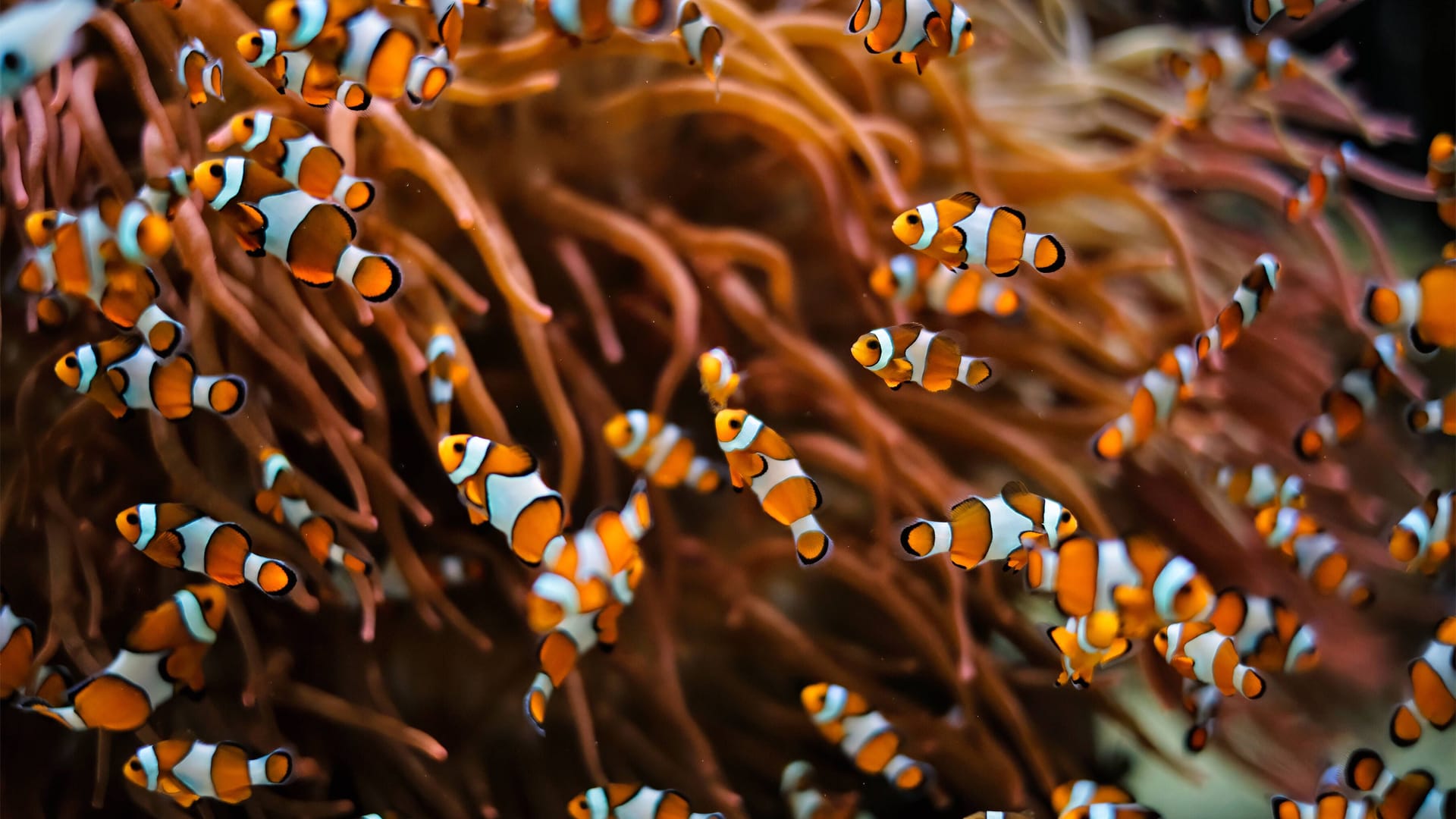 imago images Riffbarsche: Die bekanntesten Mitglieder dieser Familie sind seit "Findet Nemo" die Anemonenfische, auch Clownfische genannt. In der freien Wildbahn leben sie etwa im Great Barrier Reef vor Australien. "Im Aquadom haben sich lockere Kolonien gebildet; in kleinen Aquarien dagegen können sie wegen ihrer Verteidigungsbereitschaft oft nur einzeln gehalten werden", schreibt der Betreiber auf seiner Webseite.