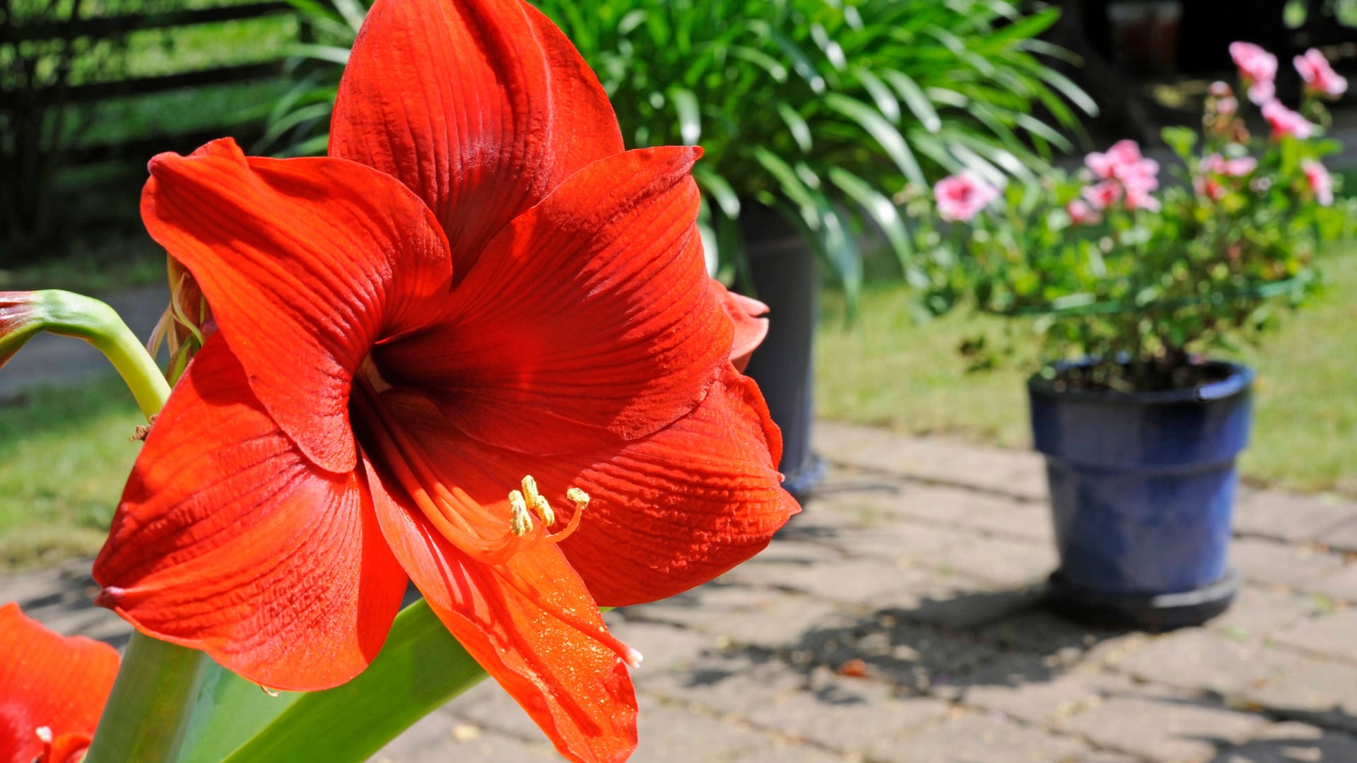 Amaryllis: Wegen ihres weichen, langen Stiels sollten Sie die Zwiebelblume mit einem Blumenstab stützen.