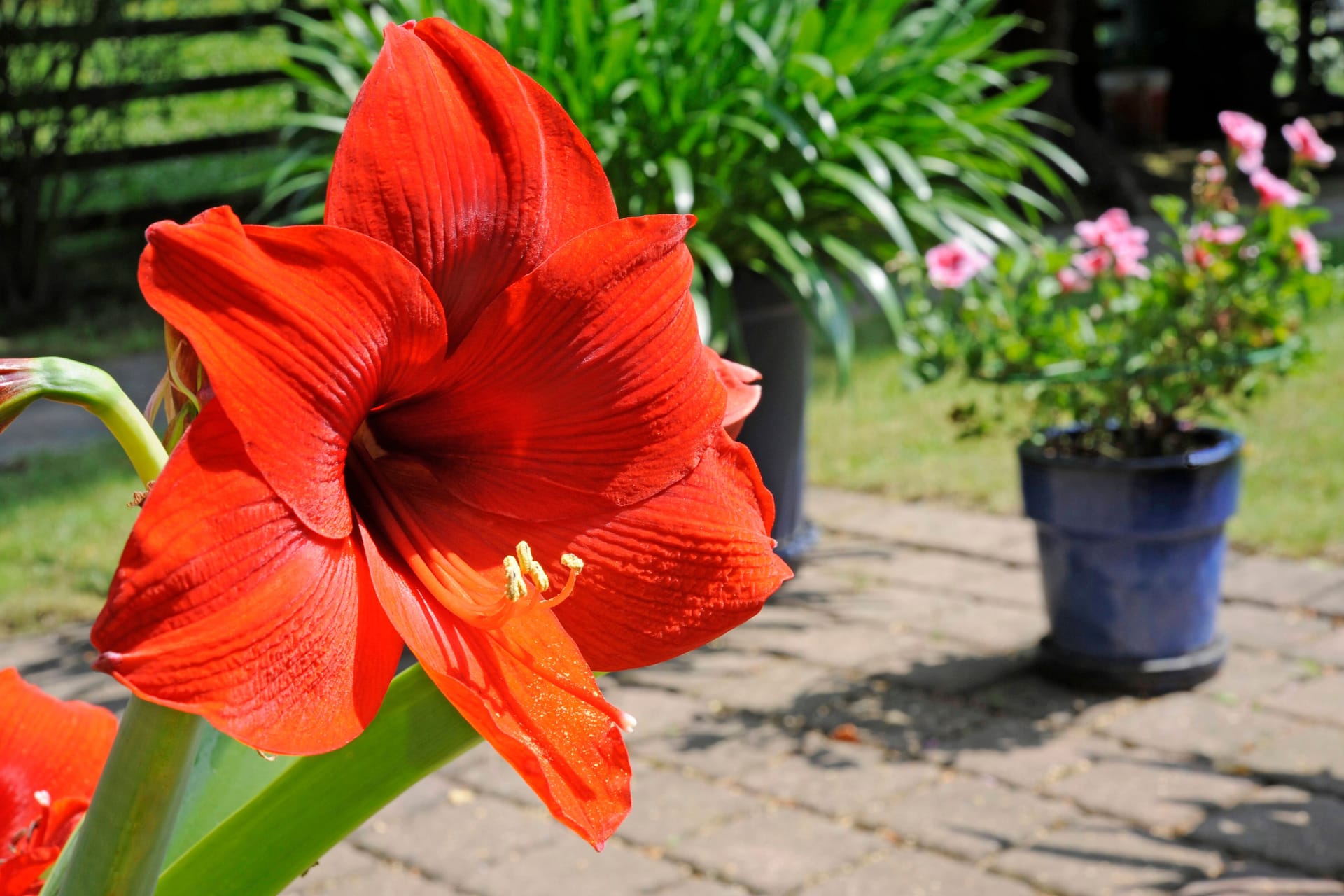 Amaryllis: Wegen ihres weichen, langen Stiels sollten Sie die Zwiebelblume mit einem Blumenstab stützen.