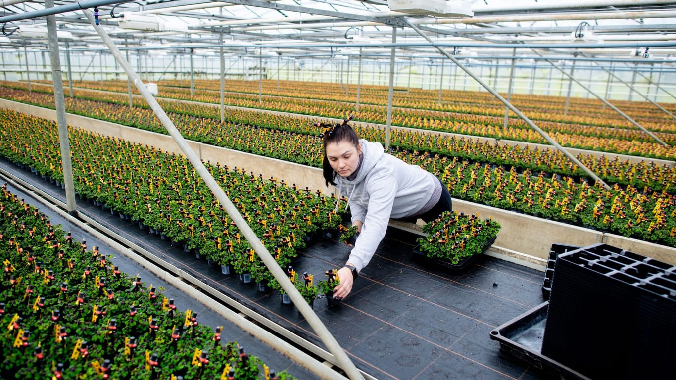 Eine Mitarbeiterin bereitet in einem Gartenbaubetrieb zahlreiche Kleepflanzen für den Transport vor.