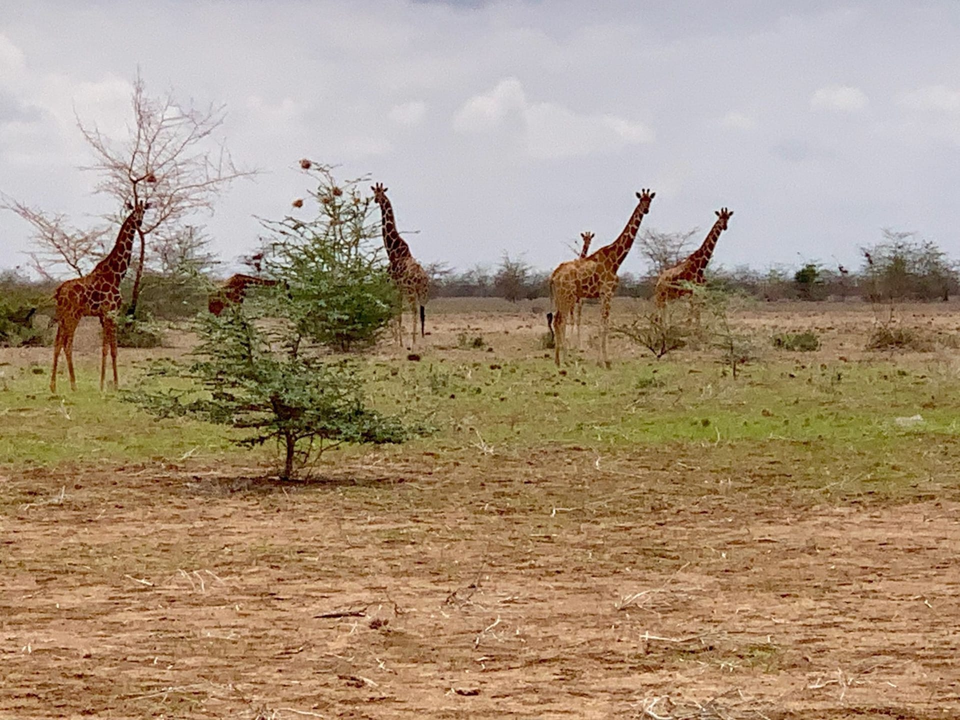 In der Umgebung sind noch einige wilde Giraffen unterwegs.