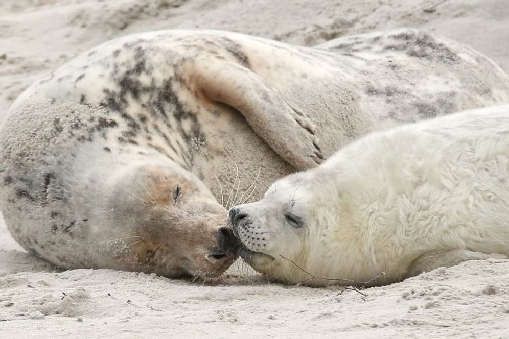 Eine junge Kegelrobbe und das Muttertier liegen am Strand der Düne vor der Hochseeinsel Helgoland: In dieser Saison ist die Geburtenrate hoch.