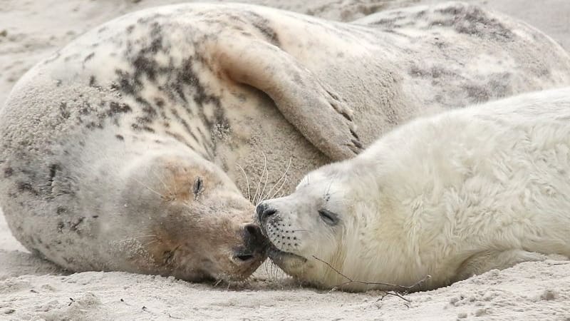 Eine junge Kegelrobbe und das Muttertier liegen am Strand der Düne vor der Hochseeinsel Helgoland: In dieser Saison ist die Geburtenrate hoch. Eine junge Kegelrobbe und das Muttertier liegen am Strand der Düne vor der Hochseeinsel Helgoland: In dieser Saison ist die Geburtenrate hoch.