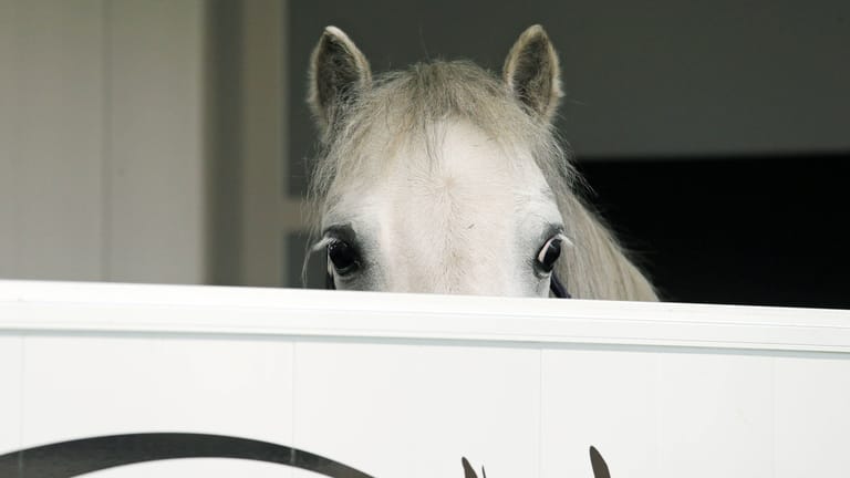 Pferdetransport (Symbolbild): Auf der A6 hat die Polizei einen überfrachteten Tiertransport aufgehalten – und drei Pferde in Sicherheit gebracht.