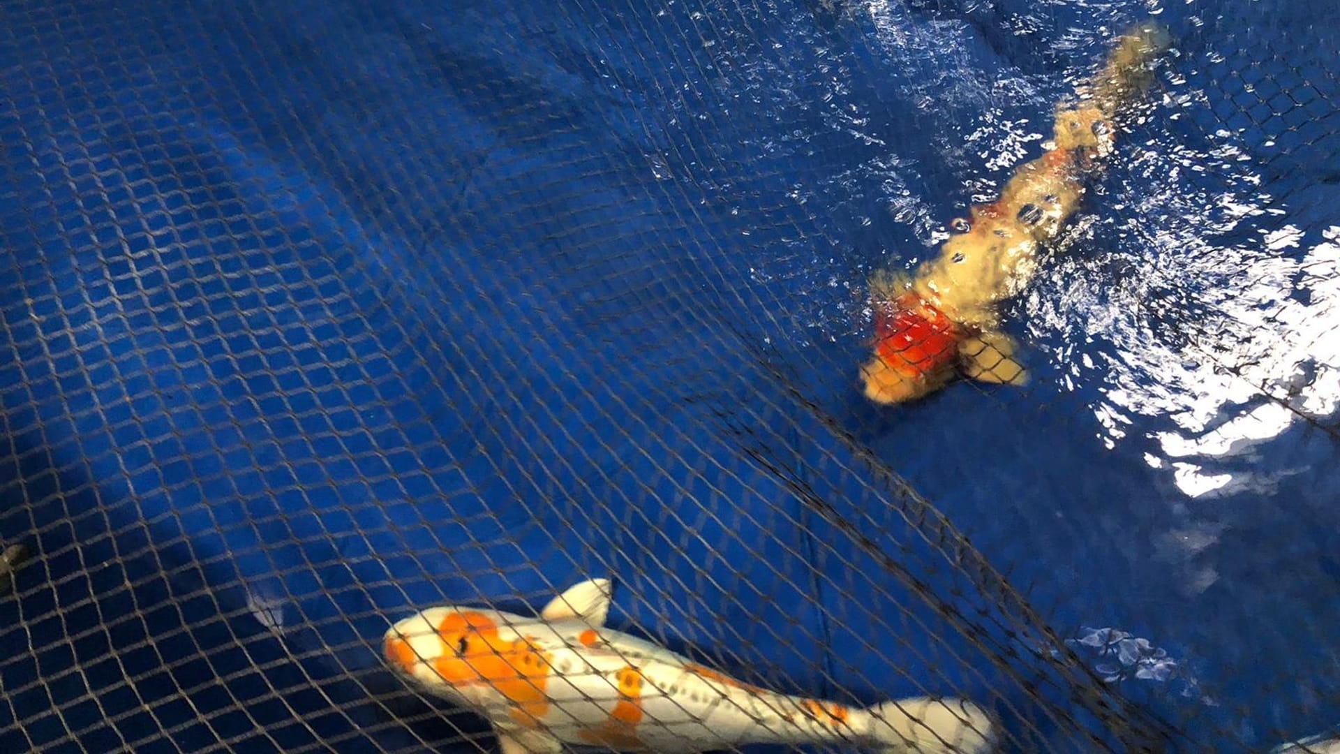 Sie haben das Platzen des "Aquadoms" überlebt: Drei Kois schwimmen im Wasser in einem Becken des Berliner Zoos.