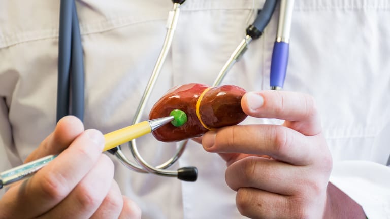 Arzt zeigt auf ein Modell mit Leber und Gallenblase