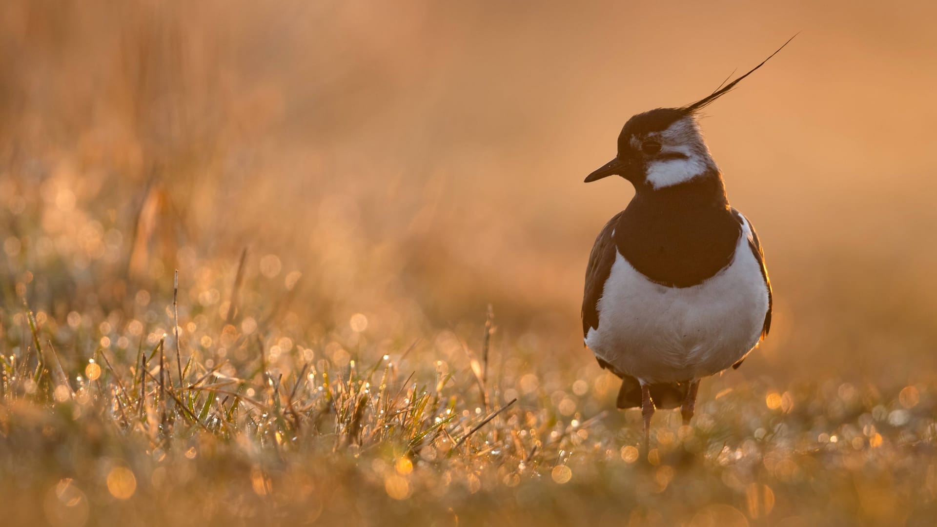 Ein Kiebitz im Abendlicht in Niedersachen: Durch schrumpfende Lebensräume, wenige Brutmöglichkeiten und einen Mangel an Insekten sind vor allem Kiebitze und Rebhühner in Deutschlandvom Aussterben bedroht.