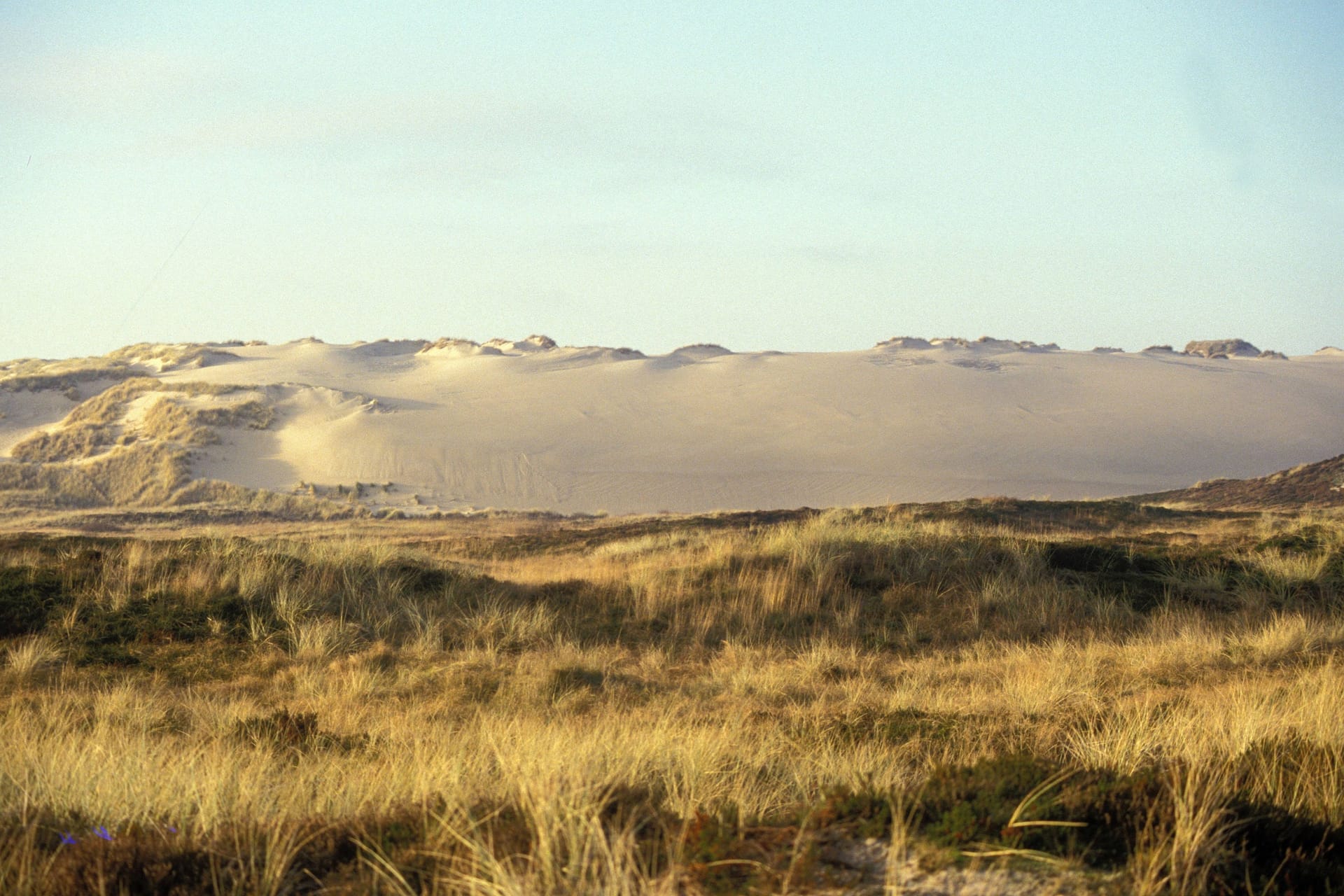 Wanderdüne auf Sylt (Archivbild): Die Listlandstraße ist von Versandung bedroht.