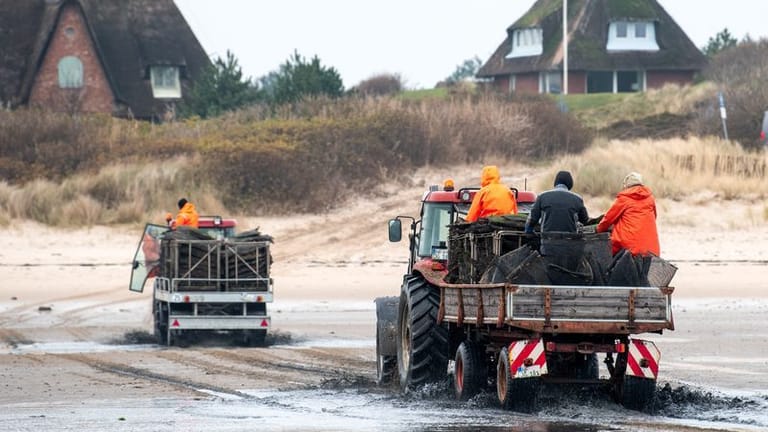 Austernfischer fahren im Watt der Nordsee in der Blidselbucht zwischen den Ortsteilen List und Kampen "Poches" (Netzsäcke) mit Austern auf Anhängern an Land.