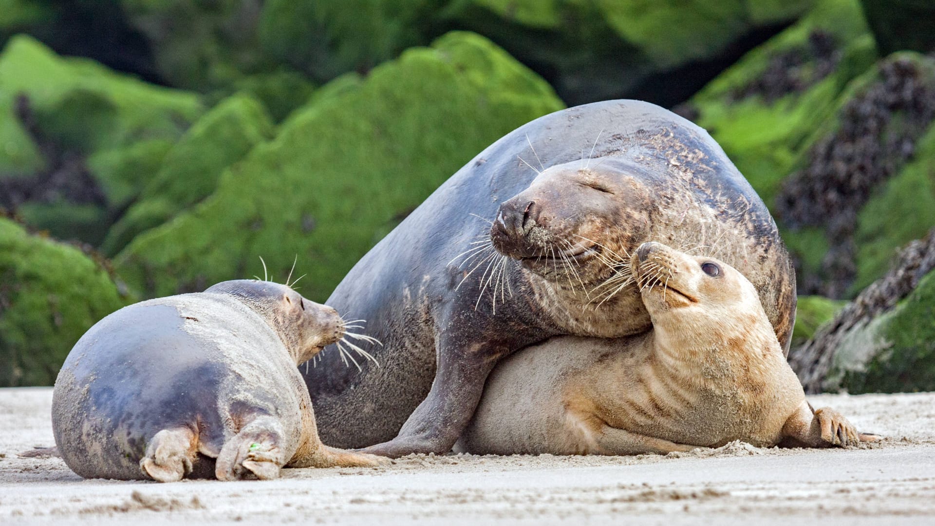 Eine Gruppe Kegelrobben am Strand auf Helgoland: Lange galt die Art in der Bundesrepublik als ausgestorben. Durch Schutzmaßnahmen gibt es an der Küste nun wieder einige Tausend Tiere.