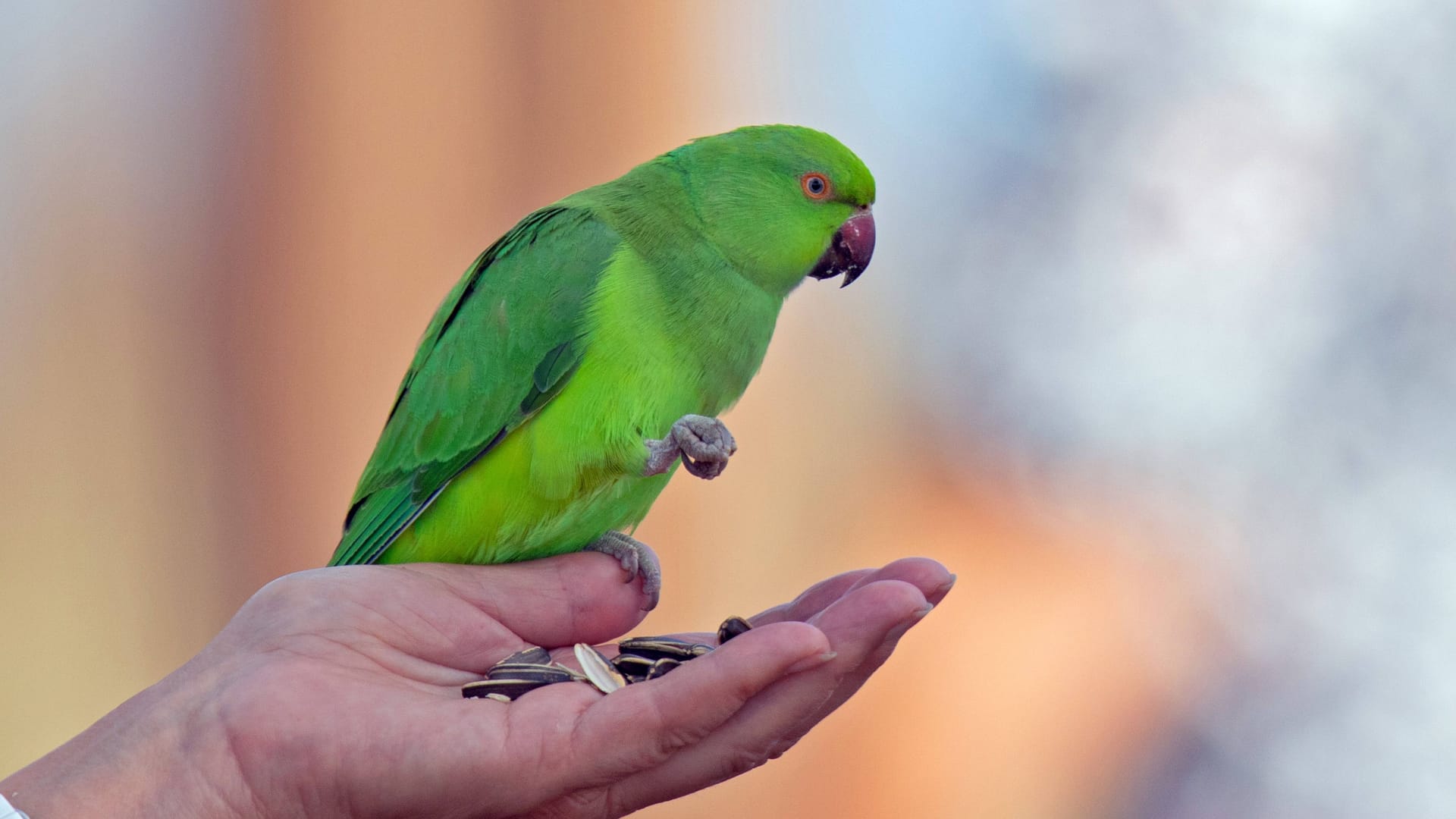 Halsbandsittich (Symbolbild): Die Vögel steckten den Mann mit der Papageienkrankheit an. Aber seit wann waren sie selbst krank?