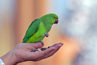Halsbandsittich (Symbolbild): Die Vögel steckten den Mann mit der Papageienkrankheit an. Aber seit wann waren sie selbst krank?