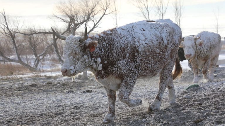 Eingeschneite Kühe in South Dakota: In dem Bundesstaat herrschen am Donnerstag Temperaturen von unter minus 20 Grad.