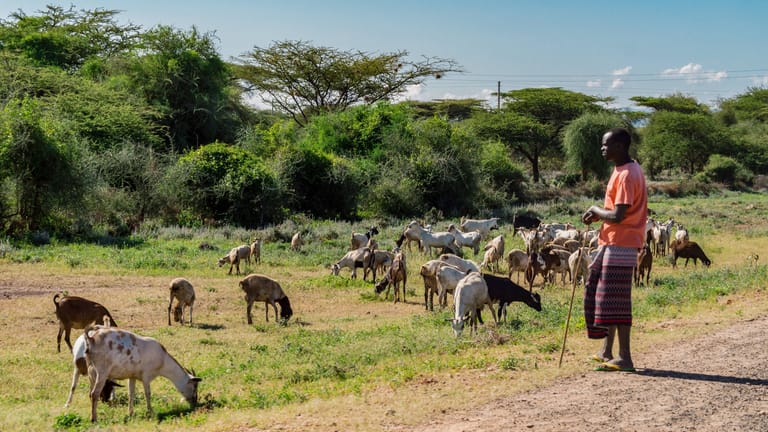 Bessere Zeiten: Eine Ziegenhirte der Massai mit seiner Herde im Januar 2017, als der Regen noch kam.