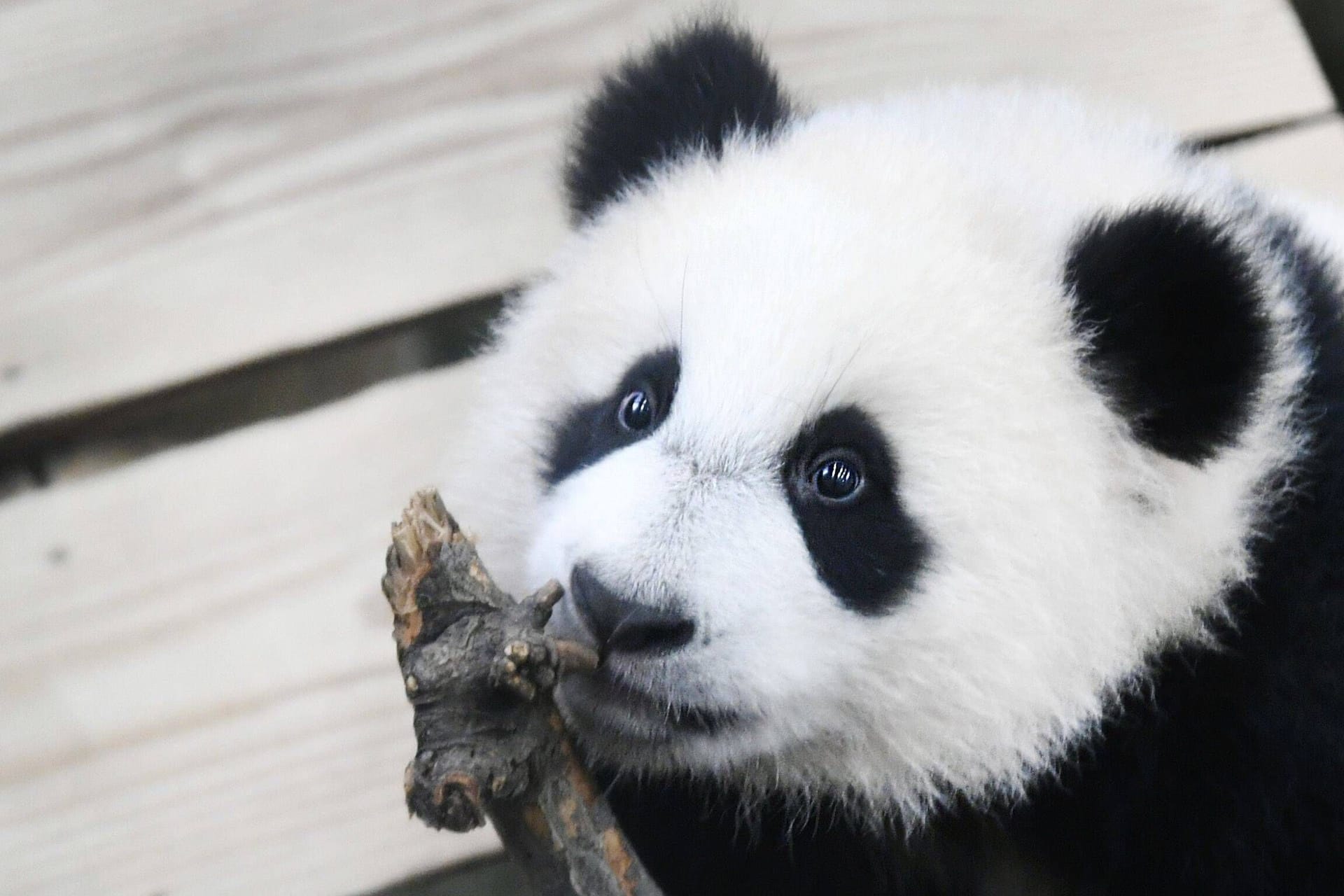 Fan Xing: Über zwei Jahre wurde sie für ein Männchen gehalten.