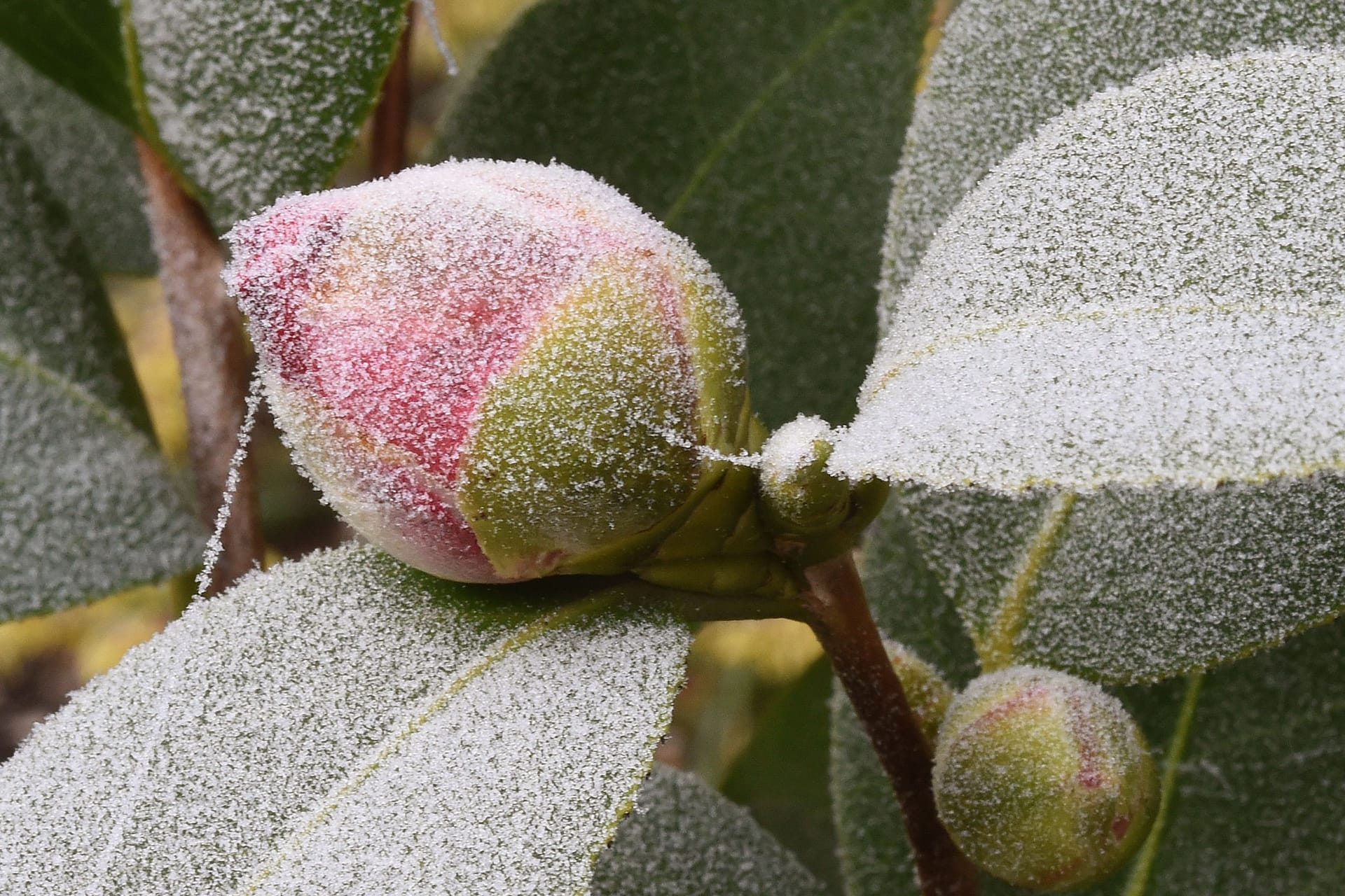 Immergrün: Eiskristalle liegen auf Knospen und Blättern einer Kamelie.