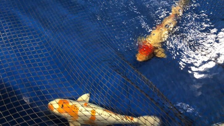 Drei Kois schwimmen in einem Becken des Berliner Zoos: Rund 200 Tiere wurden am Wochenende in die Einrichtung gebracht.ml:dpa.com:20090101:221221-99-980725 Drei Kois schwimmen in einem Becken des Berliner Zoos: Rund 200 Tiere wurden am Wochenende in die Einrichtung gebracht.ml:dpa.com:20090101:221221-99-980725