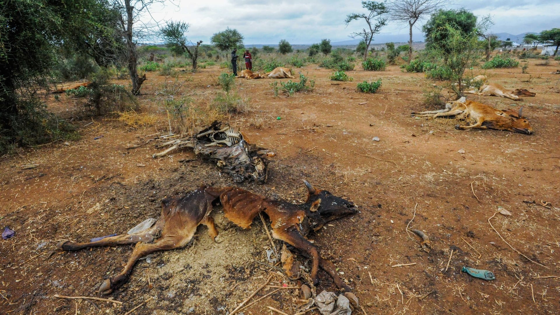 Millionen Tiere sind in den vergangenen Wochen in Kenia verendet.