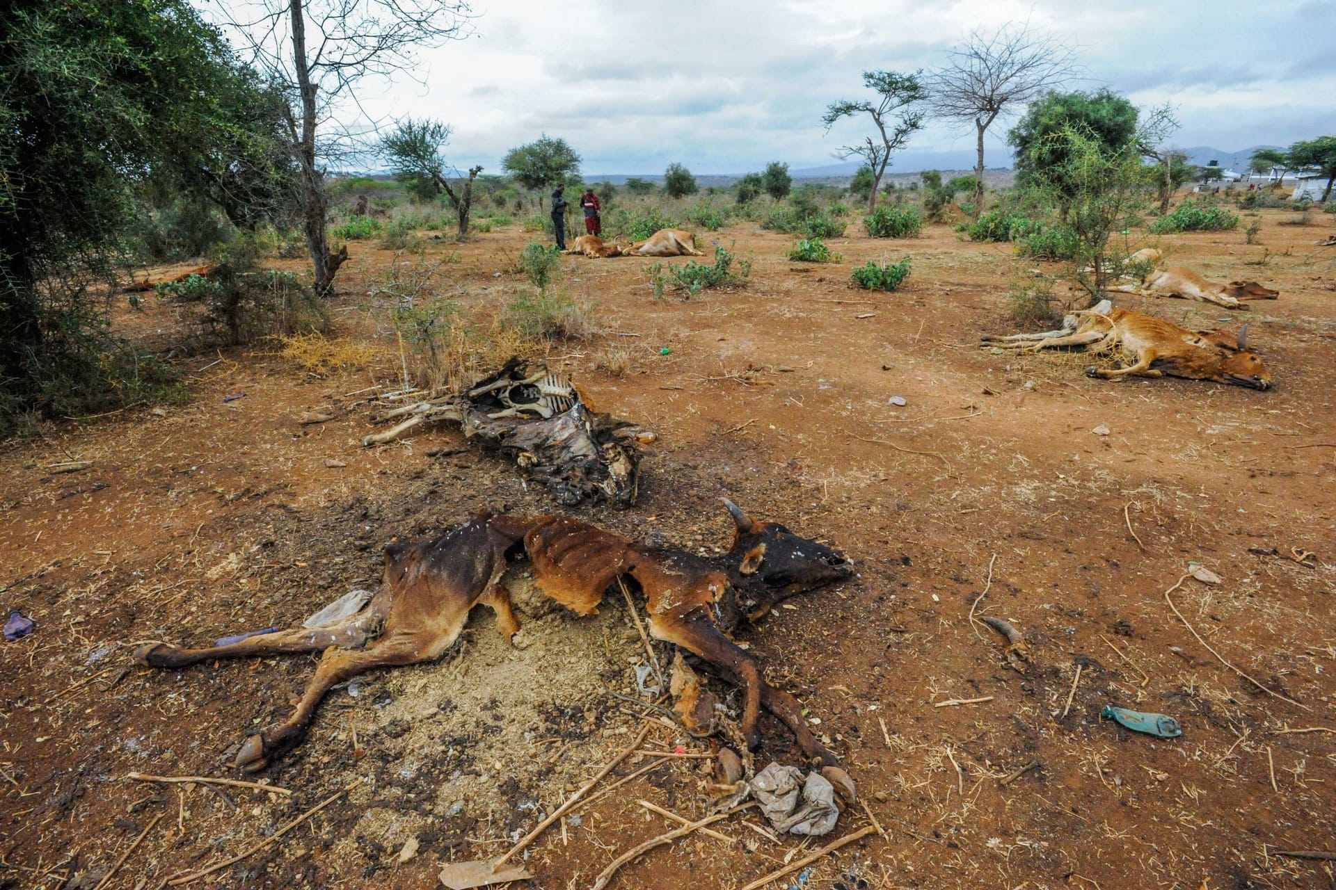 Millionen Tiere sind in den vergangenen Wochen in Kenia verendet.