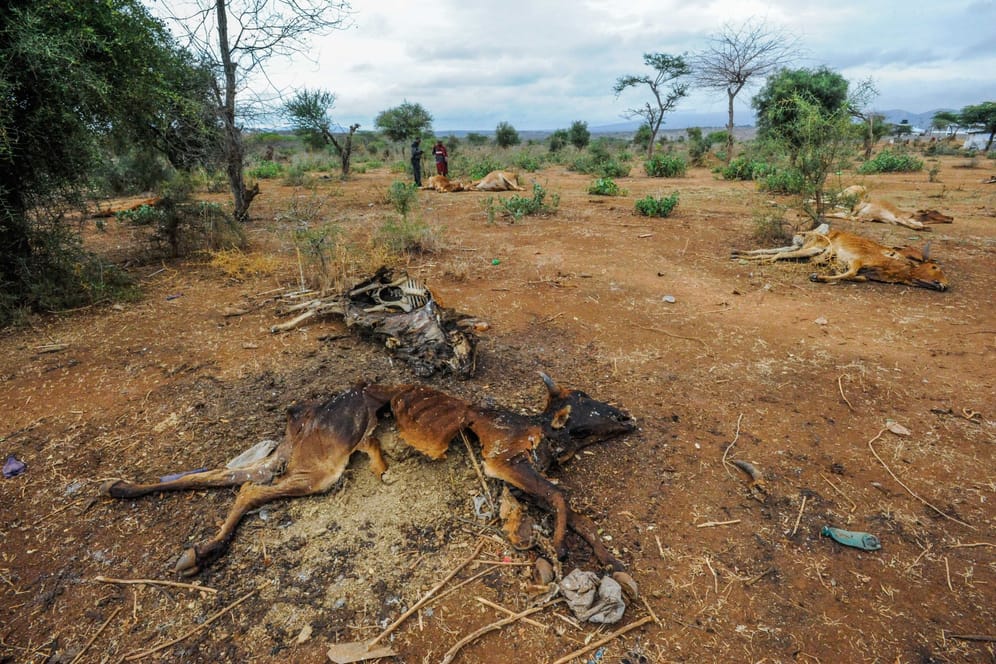 Millionen Tiere sind in den vergangenen Wochen in Kenia verendet.