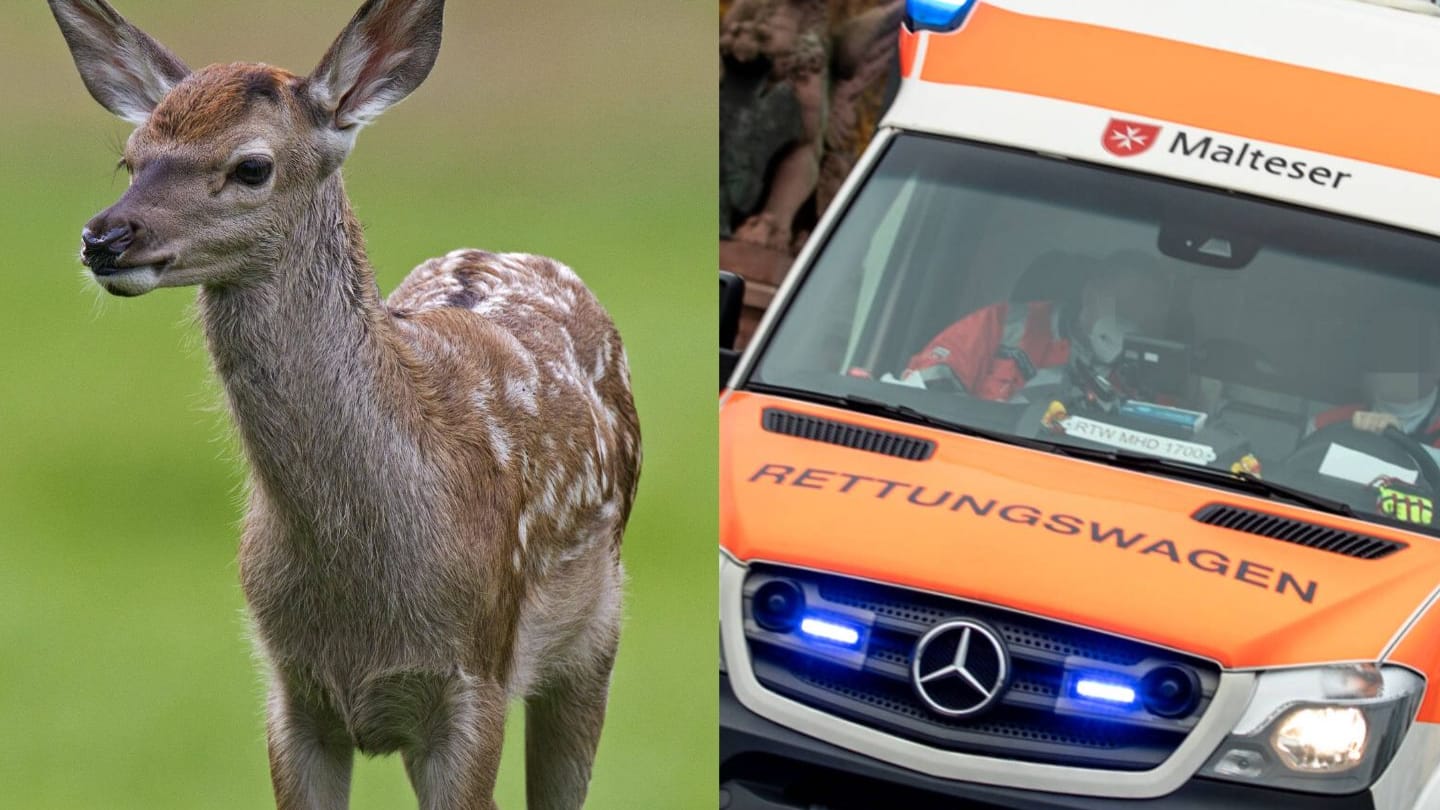 Reh auf einer Wiese und Rettungswagen im Einsatz (Symbolfotos/Collage): Der Unfall ereignete sich bei Dunkelheit.