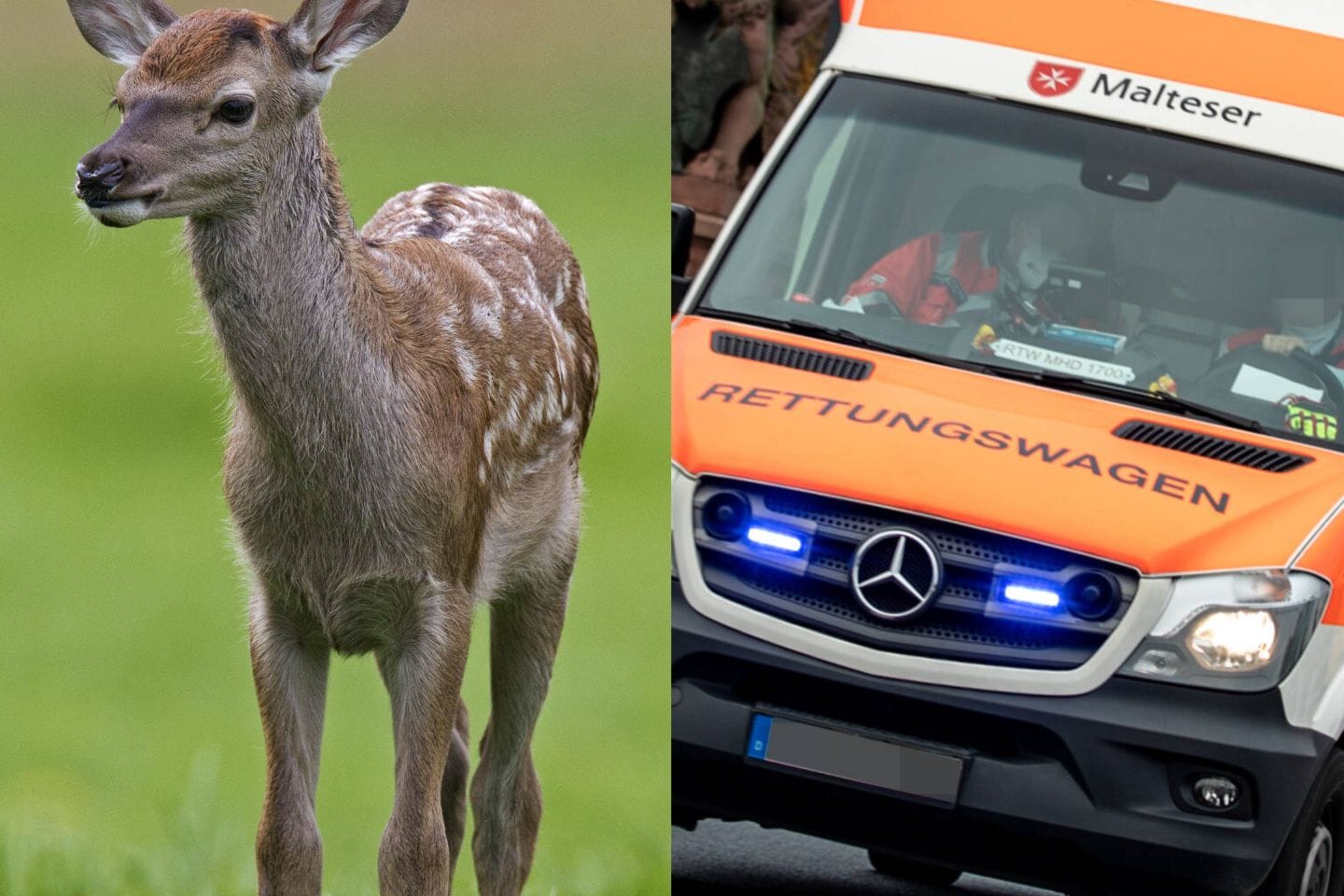 Reh auf einer Wiese und Rettungswagen im Einsatz (Symbolfotos/Collage): Der Unfall ereignete sich bei Dunkelheit.