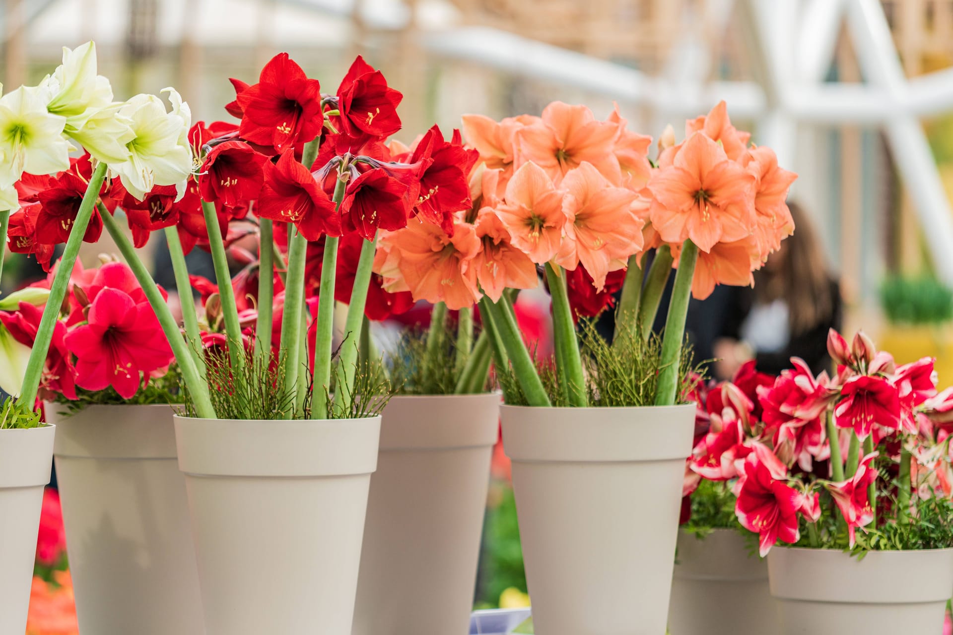 Amaryllis Ableger: Aus einer Pflanze können weitere gezogen werden.